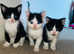 Beautiful Kittens for Sale !