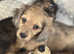 6 stunning mini long Daxie girls and boys