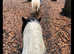 5 year old cob gelding