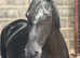 Stunning Black PRE Registered Mare 15.3hh