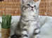 OUTSTANDING TICA ACTIVE BOY (READY NOW)