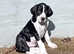Pedigree KC Registered Great Dane puppies for sale