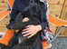 Giant Schnauzer x2 males available now