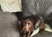 Ready now golden male sprocker £900 ono