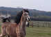 Stunning yearling colt available for sale to good home.