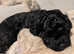 Shihpoo puppies for sale