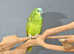 Baby Blue fronted Amazon talking parrots,24