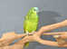 Baby Blue fronted Amazon talking parrots,9