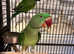 Beautiful baby alexandrine parrot