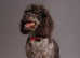 Beautiful colourful f1 toy poodles