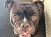 Female old tyme English bulldog