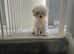6 month old lasapoo girl for sale