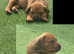 Rhodesian Ridgeback Puppys