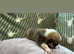 Queens Welsh Pembroke Corgi Puppies