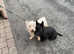 Girl Scottish terrier and boy