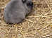 Netherland dwarf