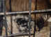 5 pomchis beautiful specimens #can meet mum and dad #