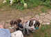 German Shorthaired Pointer