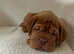 Pedigree Dogue De Bordeaux Puppies