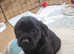 Schnoodle puppies READY IN 1 WEEK