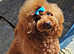 Imported Asian Toy Poodle