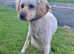 Beautiful litter of Bordoodle pups viewings welcome