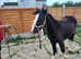 Lovely 6 month old cob colt