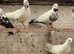 Highflyers breeding pair