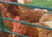 Laying Hens Chickens. Big healthy birds only £8 each