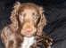 Male chocolate sprocker puppy
