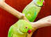 Proven breeding pair Indian ringneck
