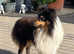 Beautiful Shetland Sheepdog Puppies from Health Tested Parents