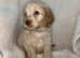 Healthy Cavapoos From Health Tested Parents