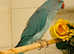 Stunning young blue Indian ringnick