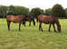 Retirement Livery Available. 24 hr turnout.