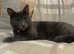 Russian blue X BOY Kitten Ready Monday