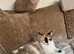 Ragdoll x British shorthair kittens