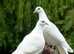 Original White Doves