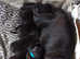 All black pug puppies