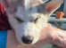 2 stunning husky pups in Co. Tyrone, don't miss out!!