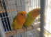 True beautiful love birds for sale