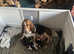 Basset Hound Puppies - only 1 left