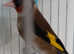 Goldfinch pair