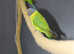 Plum-headed parakeet Breeding Pair,26