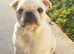 Baby pug