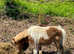 2 one year old geldings