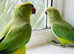 Beautiful young Indian ringnick parrot