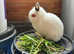 Two stunning Netherland dwarfs Babies