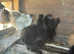 Point of lay silkies