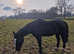 Sharer wanted for 16.1hh warmblood gelding